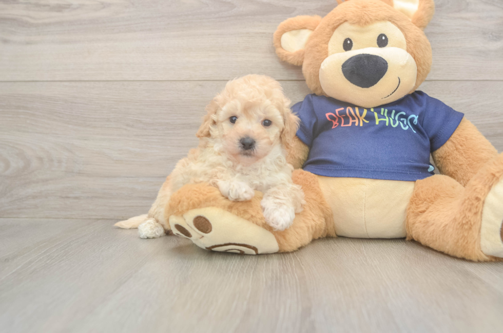 5 week old Poochon Puppy For Sale - Pilesgrove Pups