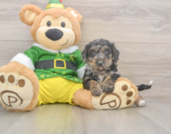 5 week old Poochon Puppy For Sale - Pilesgrove Pups