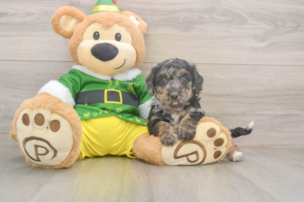 5 week old Poochon Puppy For Sale - Pilesgrove Pups