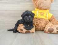 6 week old Poochon Puppy For Sale - Pilesgrove Pups