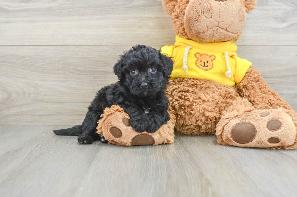 6 week old Poochon Puppy For Sale - Pilesgrove Pups