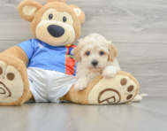 6 week old Poochon Puppy For Sale - Pilesgrove Pups