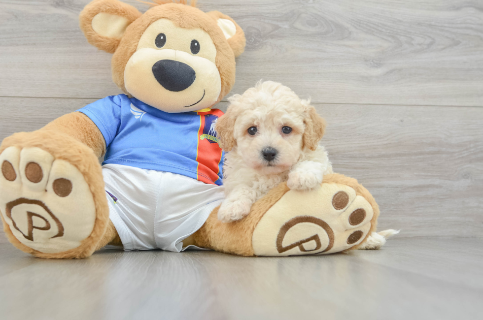 6 week old Poochon Puppy For Sale - Pilesgrove Pups