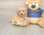 8 week old Poochon Puppy For Sale - Pilesgrove Pups