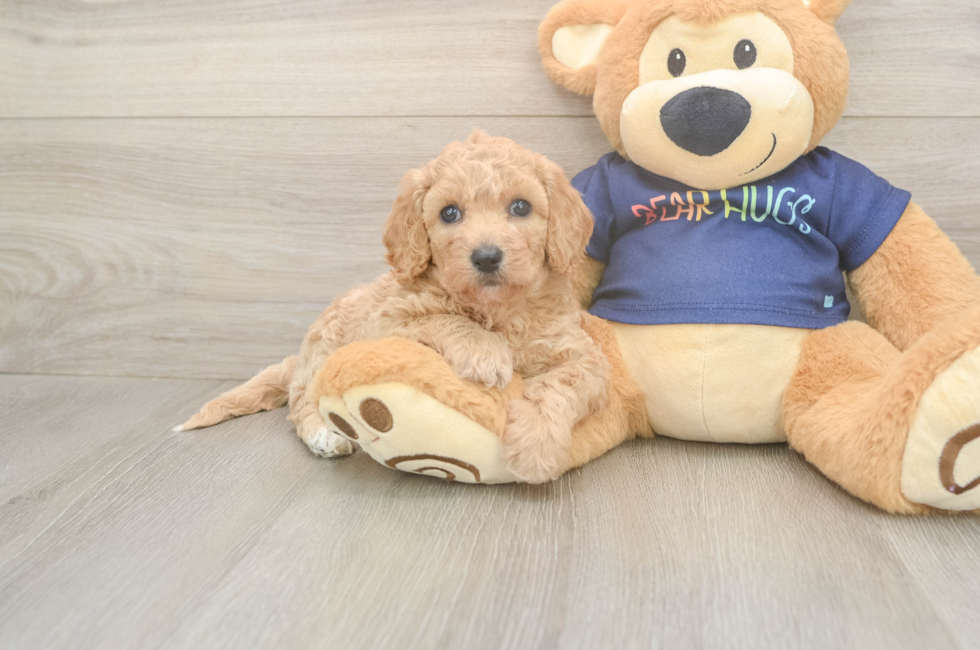 5 week old Poochon Puppy For Sale - Pilesgrove Pups
