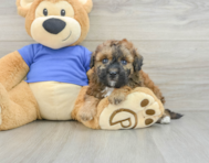 7 week old Poochon Puppy For Sale - Pilesgrove Pups