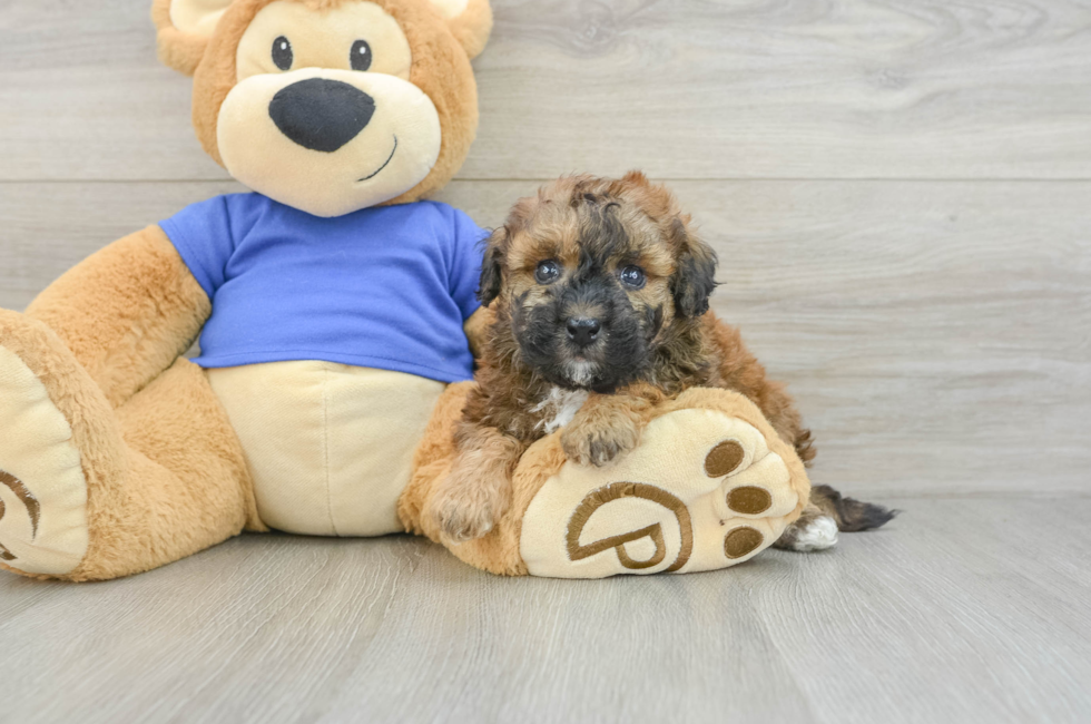 5 week old Poochon Puppy For Sale - Pilesgrove Pups