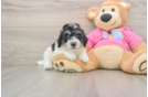 Poochon Puppy for Adoption