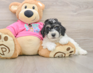 5 week old Poochon Puppy For Sale - Pilesgrove Pups