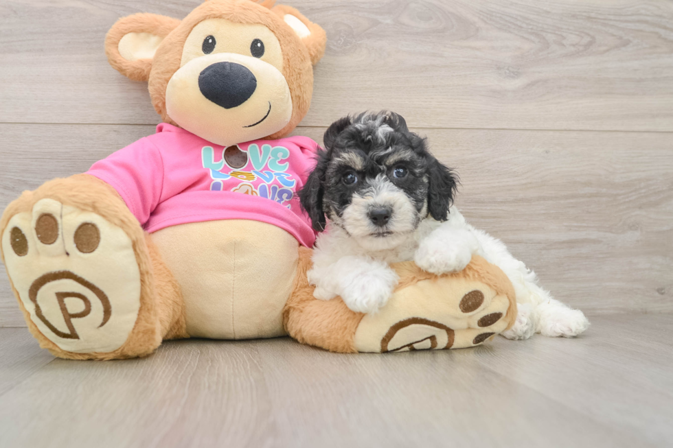 Energetic Bichpoo Poodle Mix Puppy
