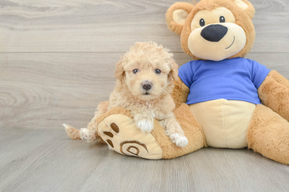 5 week old Poochon Puppy For Sale - Pilesgrove Pups