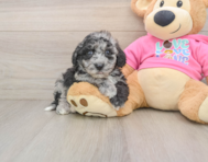 7 week old Poochon Puppy For Sale - Pilesgrove Pups