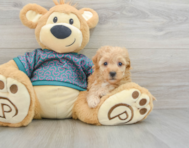 6 week old Poochon Puppy For Sale - Pilesgrove Pups