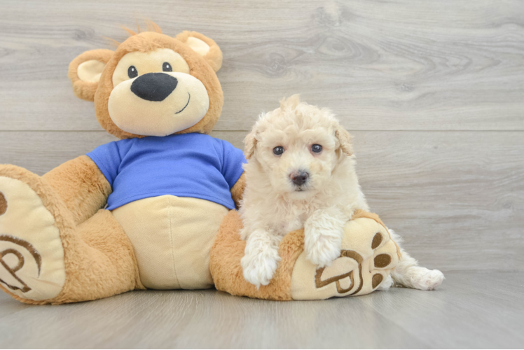 Energetic Bichpoo Poodle Mix Puppy