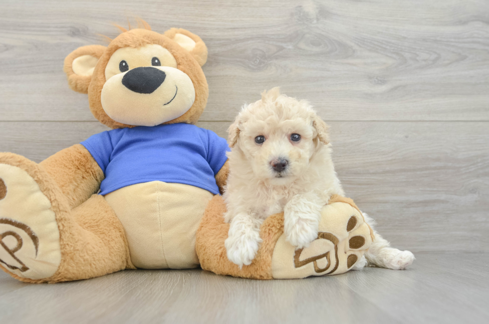 5 week old Poochon Puppy For Sale - Pilesgrove Pups