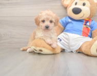 8 week old Poochon Puppy For Sale - Pilesgrove Pups