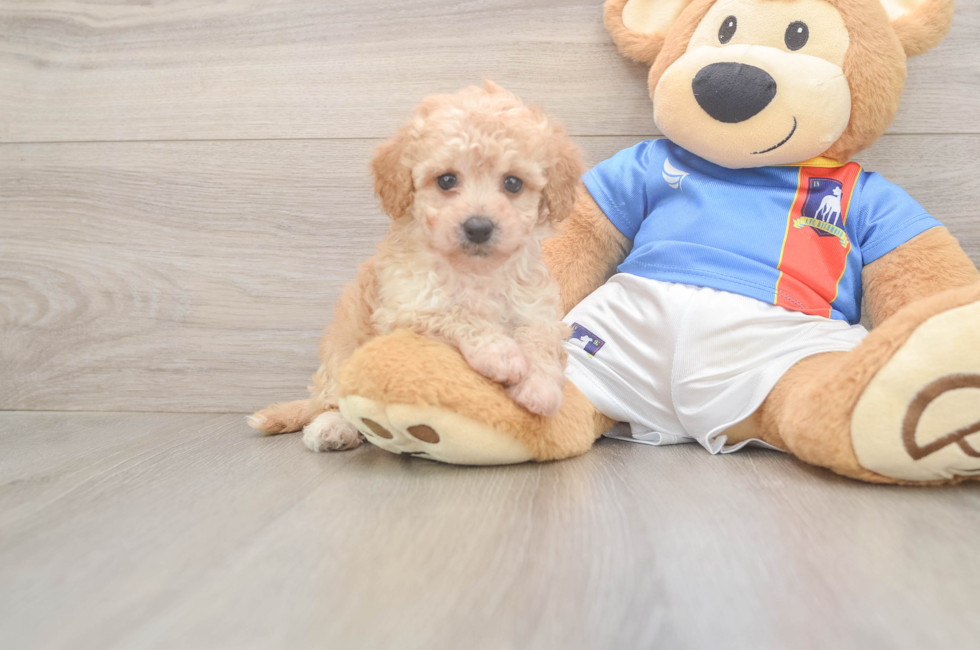 5 week old Poochon Puppy For Sale - Pilesgrove Pups