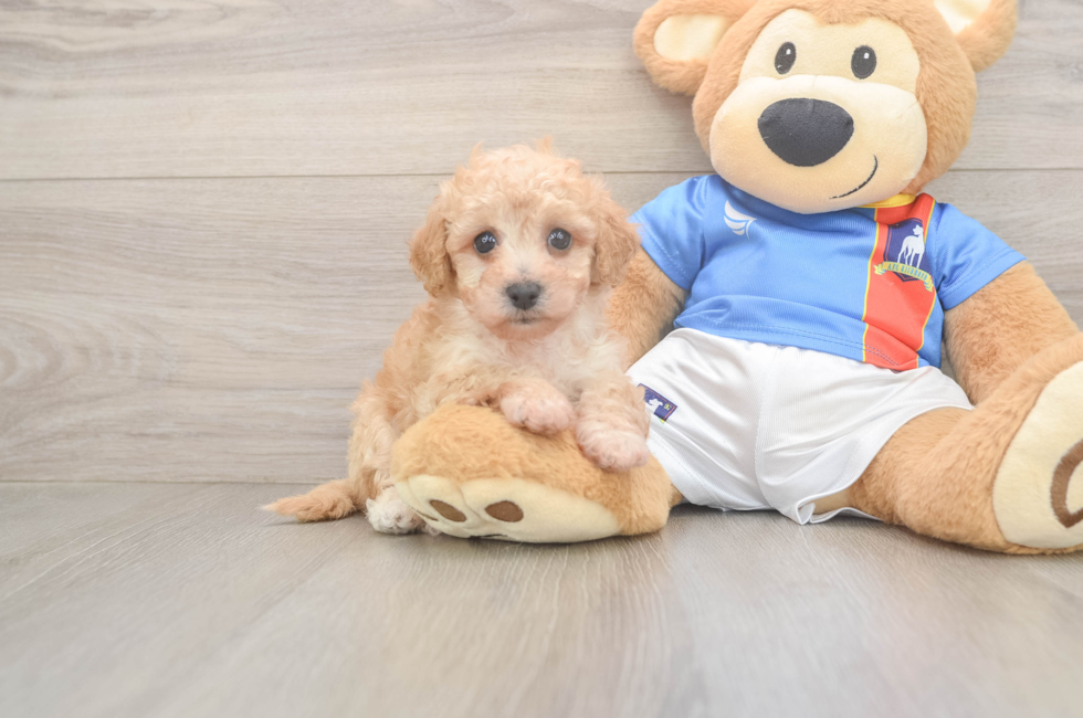 5 week old Poochon Puppy For Sale - Pilesgrove Pups