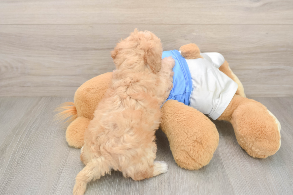 Best Poochon Baby