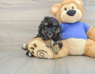 5 week old Poochon Puppy For Sale - Pilesgrove Pups