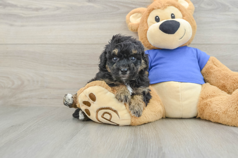 5 week old Poochon Puppy For Sale - Pilesgrove Pups