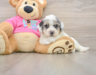 6 week old Poochon Puppy For Sale - Pilesgrove Pups