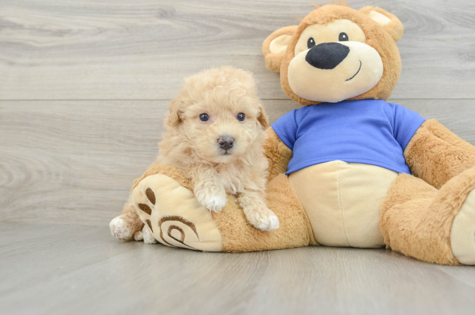 5 week old Poochon Puppy For Sale - Pilesgrove Pups