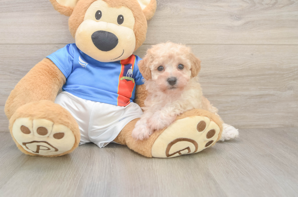5 week old Poochon Puppy For Sale - Pilesgrove Pups