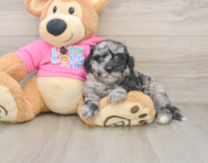 6 week old Poochon Puppy For Sale - Pilesgrove Pups