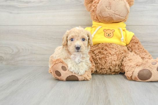 Little Bichpoo Poodle Mix Puppy