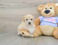 5 week old Poochon Puppy For Sale - Pilesgrove Pups