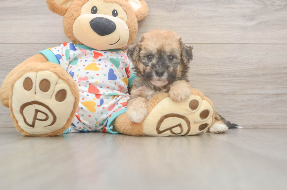 6 week old Poochon Puppy For Sale - Pilesgrove Pups