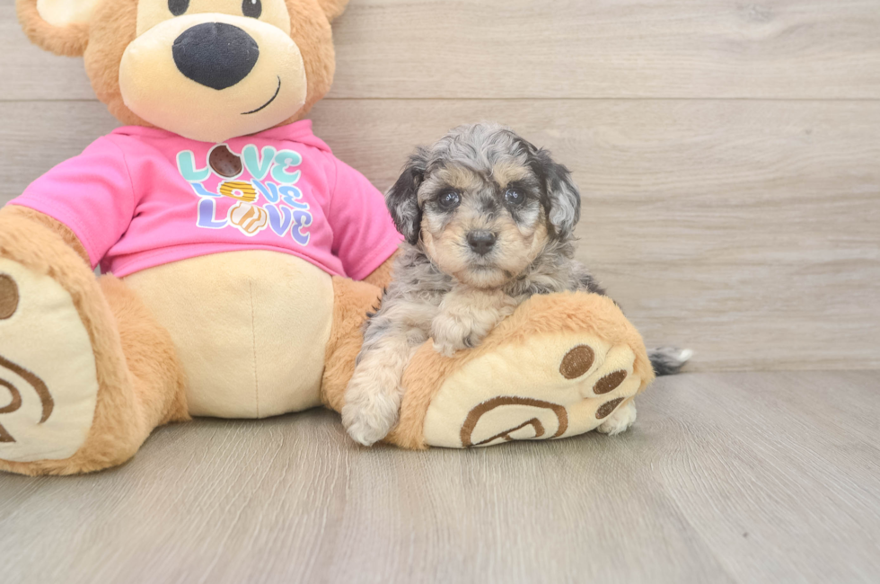 5 week old Poochon Puppy For Sale - Pilesgrove Pups