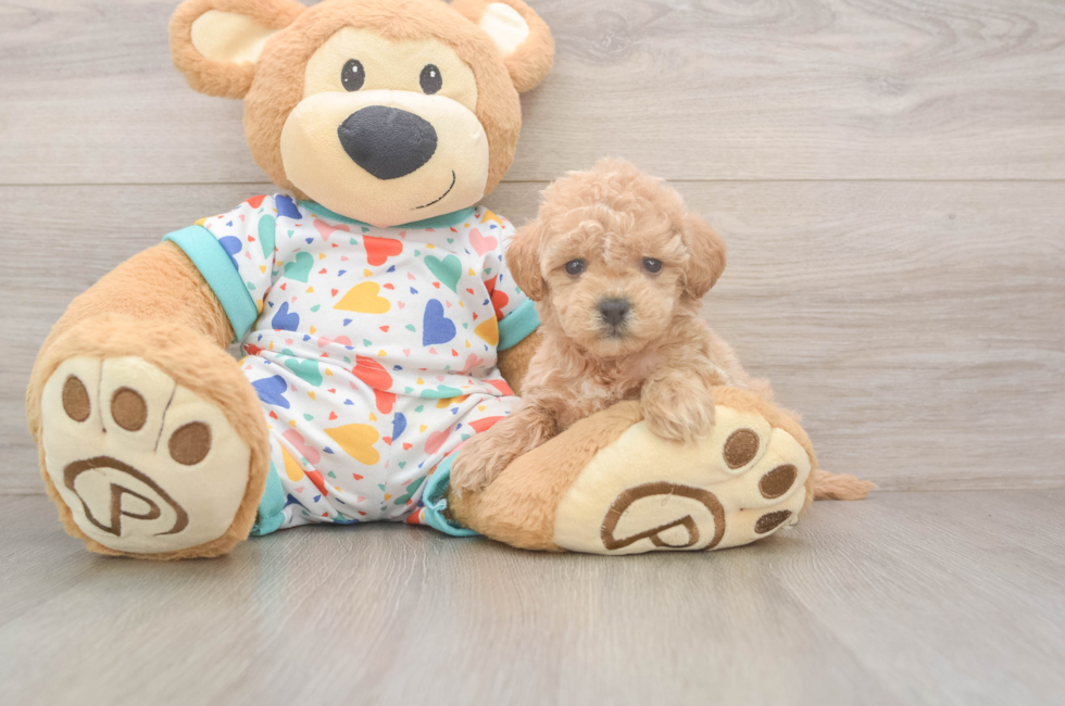 6 week old Poochon Puppy For Sale - Pilesgrove Pups