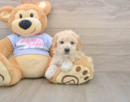 5 week old Poochon Puppy For Sale - Pilesgrove Pups