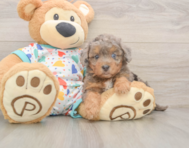 7 week old Poochon Puppy For Sale - Pilesgrove Pups
