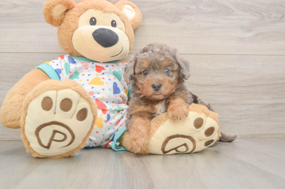 6 week old Poochon Puppy For Sale - Pilesgrove Pups