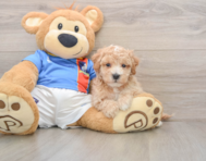 5 week old Poochon Puppy For Sale - Pilesgrove Pups