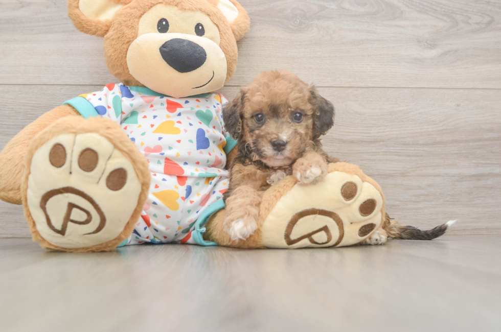6 week old Poochon Puppy For Sale - Pilesgrove Pups