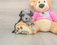 7 week old Poochon Puppy For Sale - Pilesgrove Pups