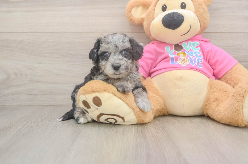 5 week old Poochon Puppy For Sale - Pilesgrove Pups