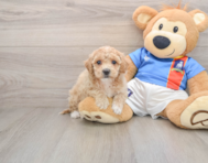 5 week old Poochon Puppy For Sale - Pilesgrove Pups