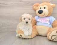 5 week old Poochon Puppy For Sale - Pilesgrove Pups