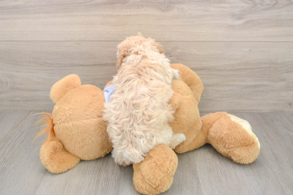Playful Bichpoo Poodle Mix Puppy