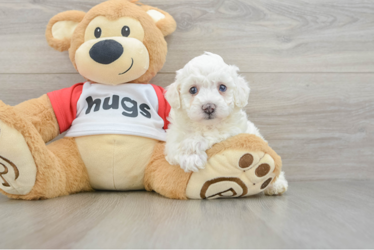 Friendly Poochon Baby