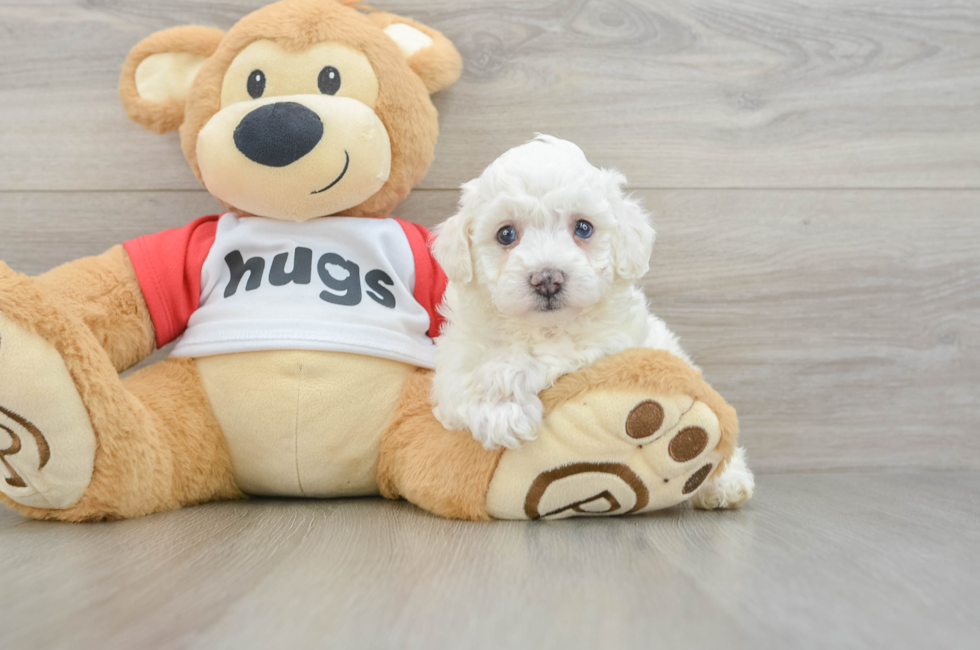 5 week old Poochon Puppy For Sale - Pilesgrove Pups