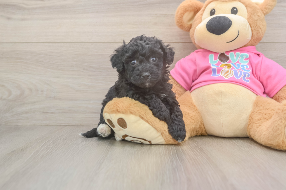 Poochon Puppy for Adoption
