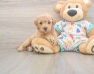 8 week old Poochon Puppy For Sale - Pilesgrove Pups