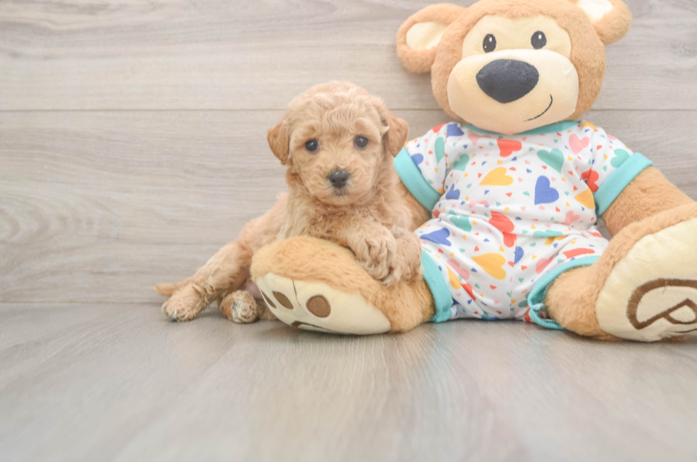 6 week old Poochon Puppy For Sale - Pilesgrove Pups