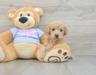 5 week old Poochon Puppy For Sale - Pilesgrove Pups